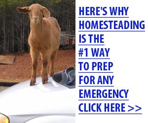 SHTF Homestead